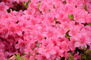 close up group of cerise pink flowers