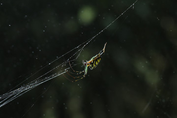 yellow-black spider in her spiderweb