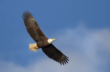 Fotobehang Arend Bald Eagle stijgende