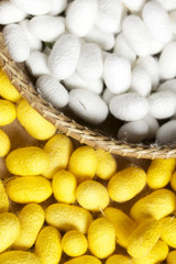 a lot of yellow cocoon silkworm