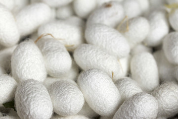 a lot of yellow cocoon silkworm