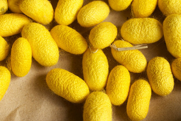 a lot of yellow cocoon silkworm