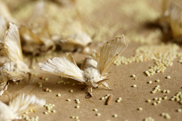 cocoon silkworm