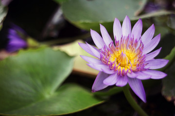 lotus