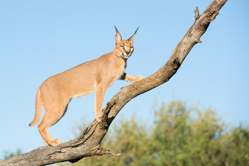 A young Caracal in a tree, South Africa