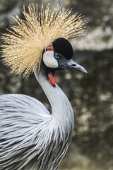 grey-crowned crane