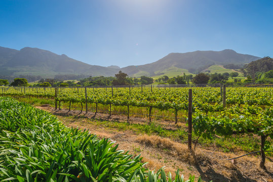 Constantia grape wineland countryside landscape