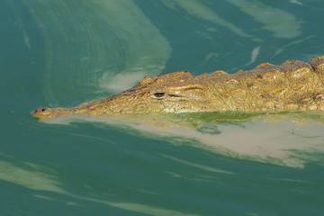 Nile Crocodile in murky green water, South Africa