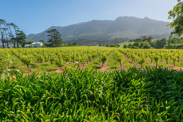 Constantia grape wineland countryside landscape