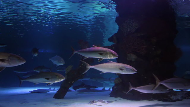 School of Tuna Swimming in Aquarium.