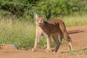 A young Caracal in South Africa
