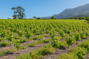 Fototapeta na wymiar Constantia grape wineland countryside landscape