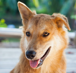 Close up thai dog