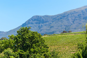 Fototapeta na wymiar Constantia grape wineland countryside landscape