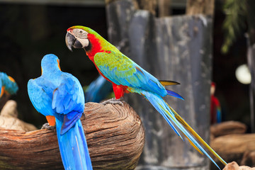 Macaw bird