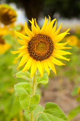 Sunflower in the field 
