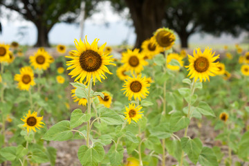 Obraz premium Sunflower in the field 
