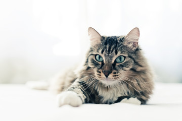 Fototapeta premium Szary kot leżący na łóżku