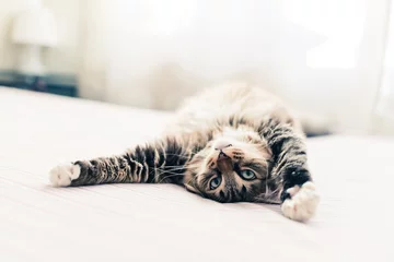 Fototapeten Grey cat lying on bed and stretching © Valeri Luzina