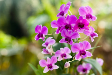 Fototapeta na wymiar Purple orchid flower, selective focus with blur background 
