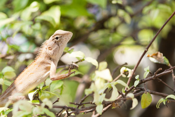 Gila was climbing on the tree.
