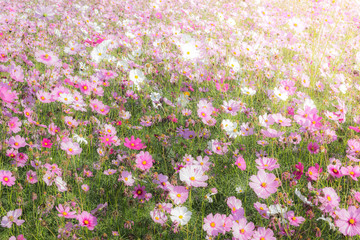 Obraz premium Cosmos flower in field