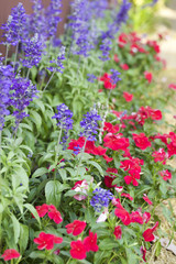 Obraz premium Purple salvia flowers