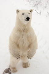 Ours polaire adulte debout sur ses pattes arrière