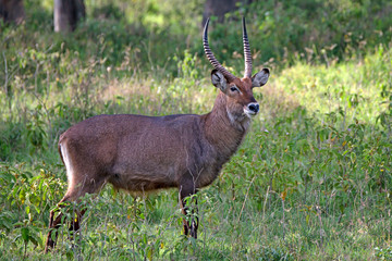 Waterbuck