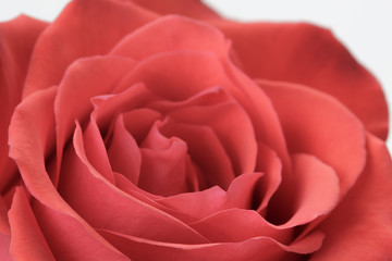 beautiful macro photo of rose rose