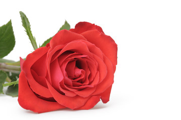 single red rose isolated on white