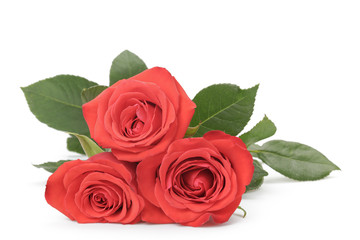 three fresh red roses isolated on white