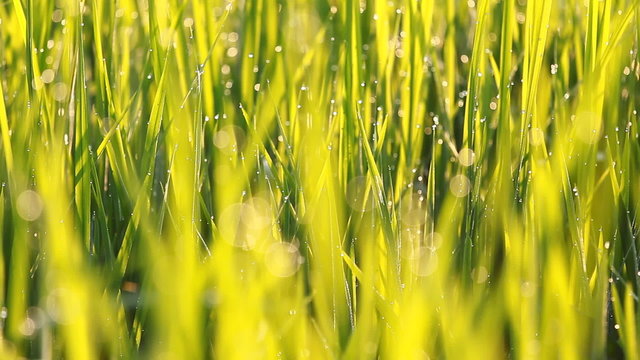Close up of rice grass with dew in the morning, Pan camera