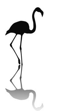 Flamingo vector silhouette