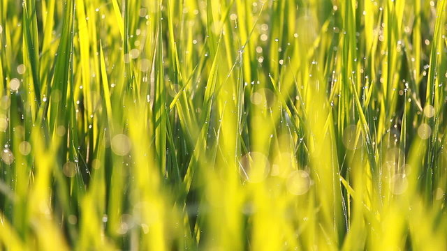 Close up of rice grass with dew in the morning, Pan camera