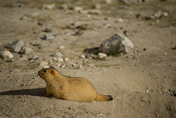 Himalayan Marmot at Pangong Lake Ladakh .India - September 2014