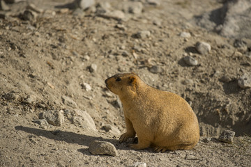 Himalayan Marmot at Pangong Lake Ladakh .India - September 2014