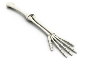 Human arm bones ..