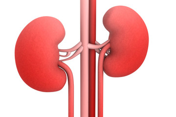 Human kidneys ..