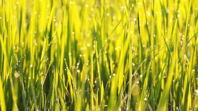 Close up of rice grass with dew in the morning