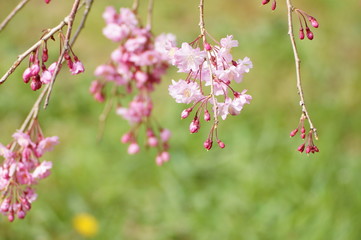 枝垂桜
