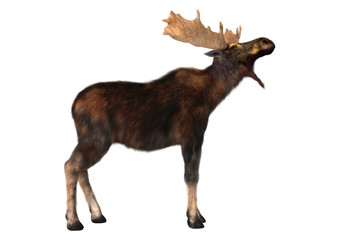 Moose