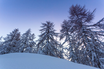 Winter landscape