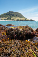 Mount Maunganui