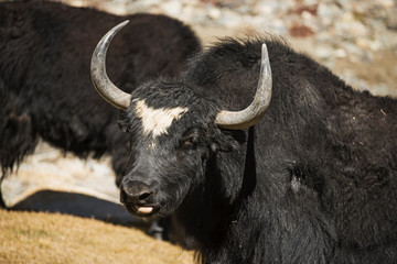 Close up wild yak in Himalaya mountains. India, Ladakh