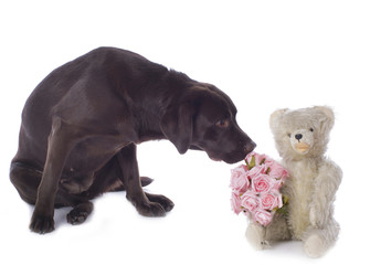 Obraz premium Labrador mit Teddy und Rosen