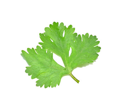 Coriander leaves with white background