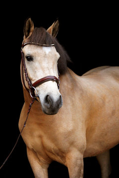 Buckskin pony portrait on black background