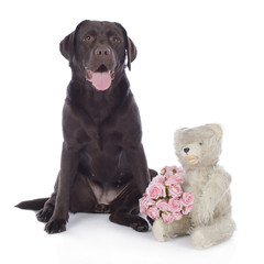 Labrador mit Teddy und Rosen