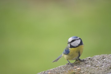 jeune m&eacute;sange